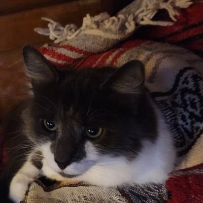MosGhoth's profile picture. No DMs