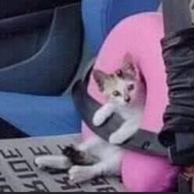 DogeGirl420's profile picture. shitposting connoisseur