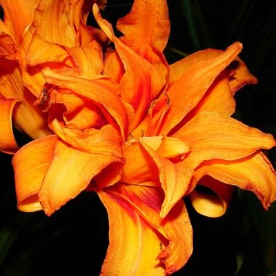 sunshiners08's profile picture. hello! how do ya' do? 
reposting flowers every now & then!

meet me on roblox! https://t.co/7PqRjA2dOe