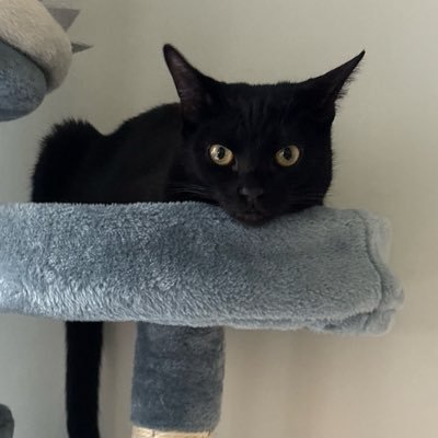 88fanTSS's profile picture. Girl Mom, Wife, major sports fan - Seahawks, Ms, Blazers, Team Dame, Oregon sports. Auggie Mom, Red Pandas, USA Curling; Lifelong Oregonian NASCAR #5 🇺🇸