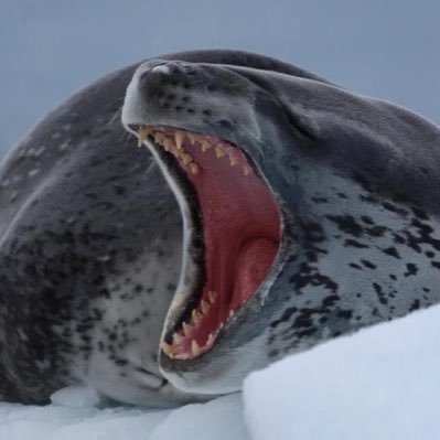 noonegayhere's profile picture. 