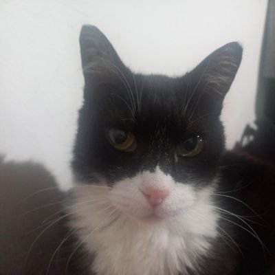 SureCristina's profile picture. 