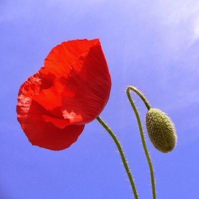 BlumGeny's profile picture. ''Δεν μπορείς να ζεις σε παραμύθι αν δεν έχεις το κουράγιο να πας στο δάσος''
Με εκτίμηση ο Κακός Λύκος