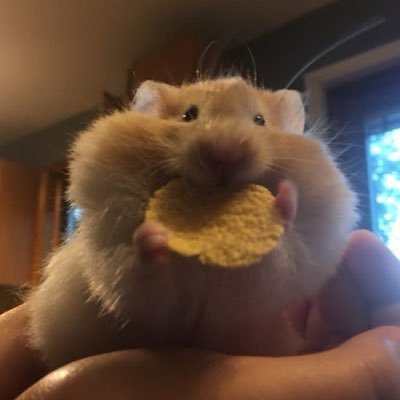 hihohaee's profile picture. 다 꺼져