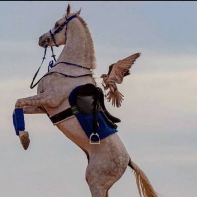 h_a8r's profile picture. يا بلادي فداش الروح والعمر كله