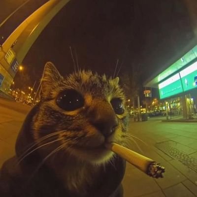 sekkenflea's profile picture.