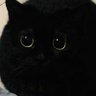 ordinaryhxnov's profile picture. ꒰ personal & fan account ꒱ *multi-fandom