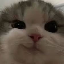 heymuji's profile picture. *$vĩb€ṯřãḏîŋğ$£¥%*