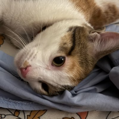 cfc_chaya's profile picture. Hey Jude, refrain.