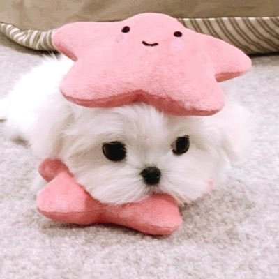 tinystarpup's profile picture. ˚ ⋆⟡〝 i swear to u i'll give u more than i have tonight 〞 ─ ✩ edtwts #1 (bulimic) tboy ⸝⸝ he . him ゛26, mdni .ᐟ ᥫ᭡ @insanestarboy ₊˚ ‧ ☾