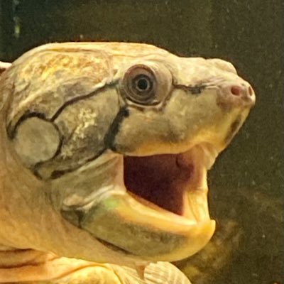 mkdf6cqbcDRsrKp's profile picture. ナガクビ好きです🐢日々奮闘中！ ！カメ好きな方、情報交換よろしくお願いします！無言フォロー失礼します。🐢🐢🐢