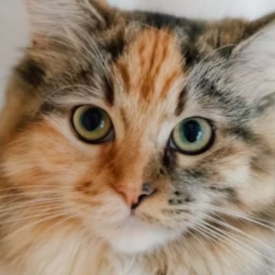 fabulous555555's profile picture. turbo ! big muff ! jazz jazz jazz !