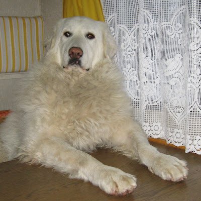 MaurizioZi1899's profile picture. 