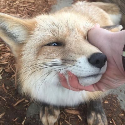 xijjho's profile picture. 