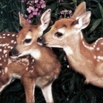 amnnha's profile picture. 