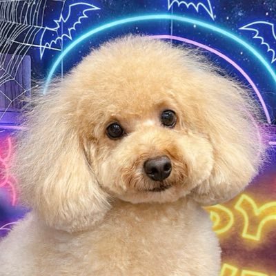 narukami_biz's profile picture. インフラクラウド等バックエンド寄りのフルスタックエンジニア💻AWS8👑/Azure2👑/OCI2👑/犬×投資×AI×機械学習×データ分析×開発×インフラ×クラウド×ITエンジニア💻株3年生×FX7年生📈インジケーター・EA・MLbot開発🐶トレーニー🏋️アウトドア🏕️🚲🏍️