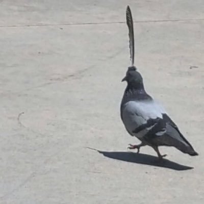 amlllio's profile picture. معجبة بالممثلة القديرة سلمى حايك