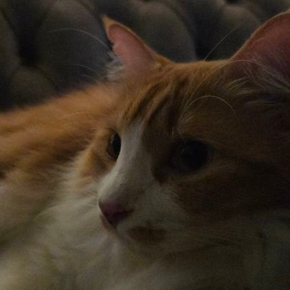 catqeel's profile picture. 