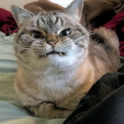 javoonekham's profile picture. ای بابا