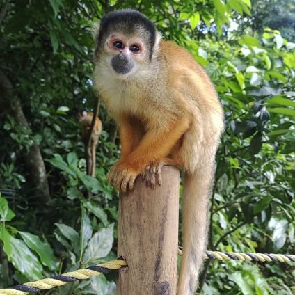 kikucyanniine's profile picture. 