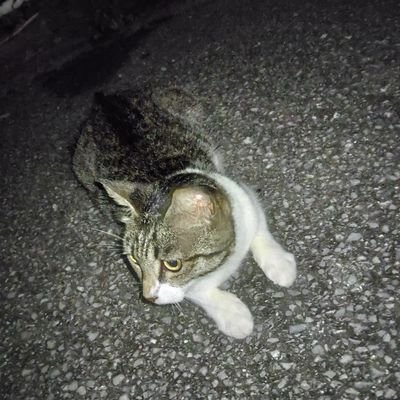 afu0201's profile picture. ご依頼あればDMまで