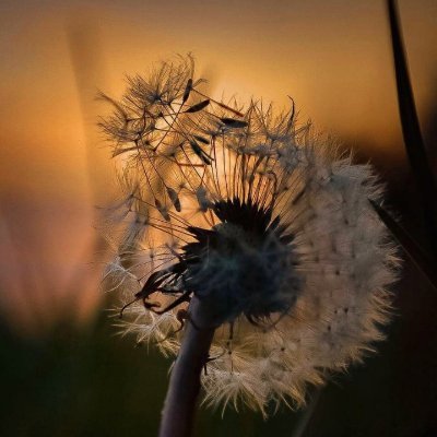 BakkaPayel's profile picture. Let love guide you