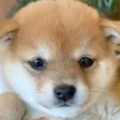 momo75994405's profile picture. 🪽momo🪽ワンコのぷぅヨロピコ🐶💜🪽