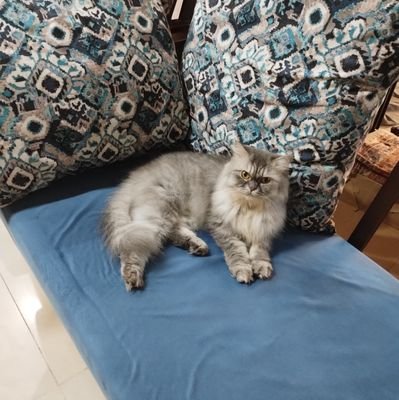 JAYWANTNILWARNA's profile picture. Nation First, राष्ट्र सर्वप्रथम, सनातनी