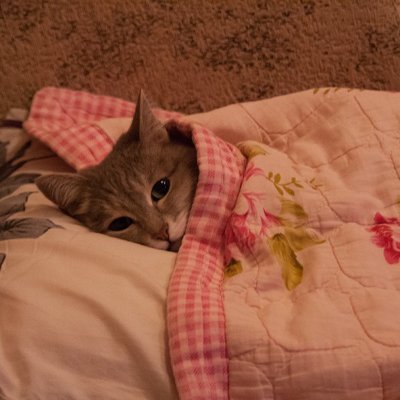 devkvlt's profile picture. 