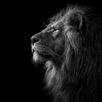 0x_Elu's profile picture. I am Lion, so I risk hard. Bottomed charts only