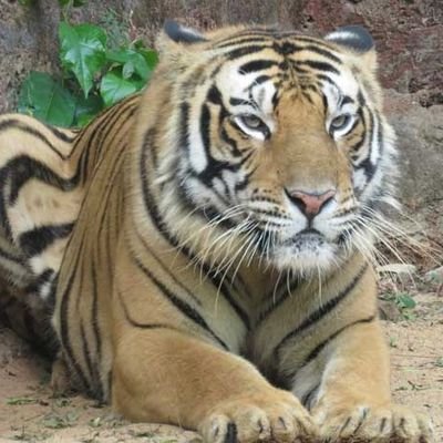 Mahimania07's profile picture. HAIL INDIAN ARMY 🪖 🇮🇳 ll ⭕❗⭕II MADRIDISTA 🤍II JB 93