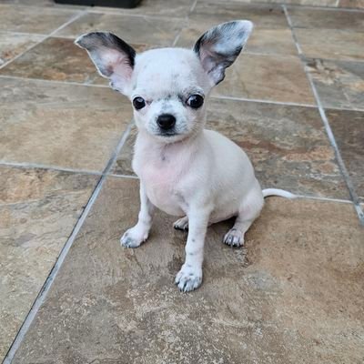 el_veintiseis's profile picture. 