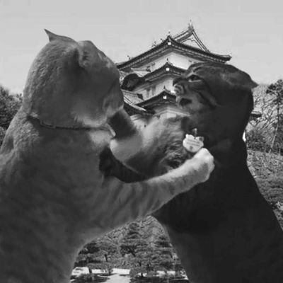 47Franz's profile picture. EL CABALLERO DE JUNINI