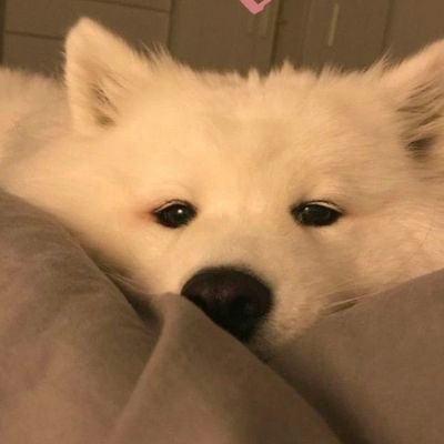 PhyuhaSri82614's profile picture. มิเชล มิเชลเบอร์แมนน์