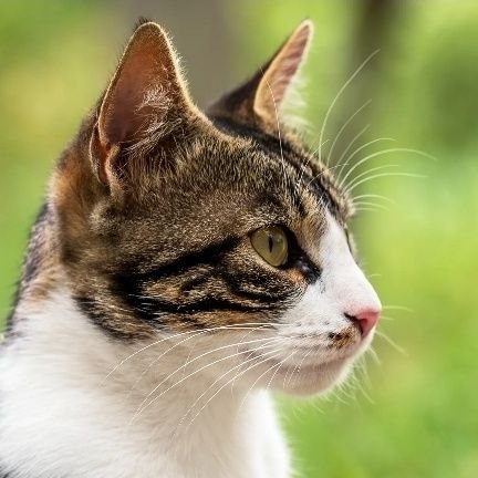 Cosyjumperscats's profile picture. 