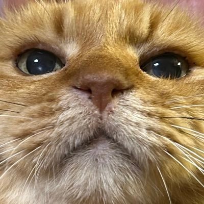 えいひもさんのプロフィール画像