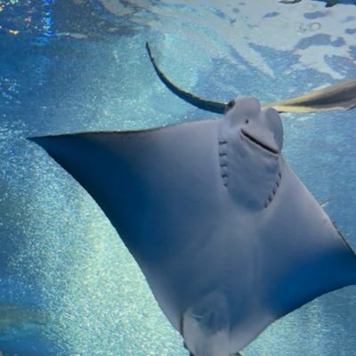 Meru_3Lover's profile picture. fgo/ｷﾒﾂなどの3L、大好きなものをただ見るだけのアカウント 成人済