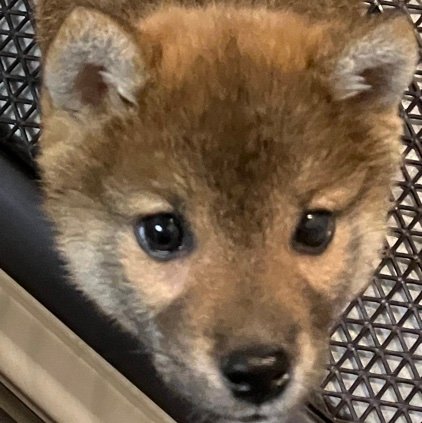 tatsuyuki_rc's profile picture. 