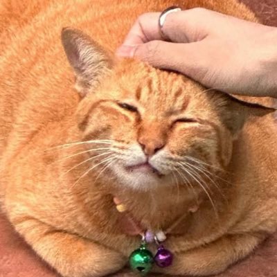 bamsats's profile picture. ♡~ my luv ⋆ @jungwboo_ @kritxxn 𐙚⋆°. ♡ อยากอยู่ตรงนี้นานๆเลย ( fan account )