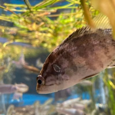 IATqHxarey72193's profile picture. エペやってる 4rufaくんとLakqさん推し