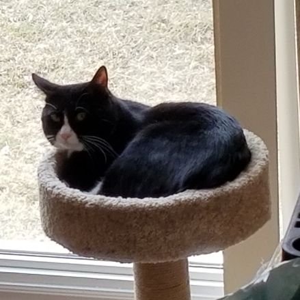 arkteezy's profile picture. 🌹🩷🪽🕊️🎐🎀✨♡ He/him | WTC/Vtubers