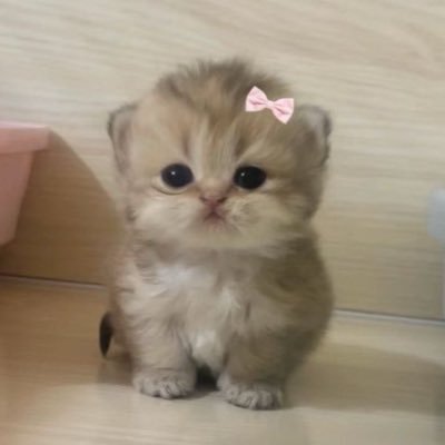 morjiensy's profile picture. แนนดี พี่เลว แป๋ว ดี เค้าชั่ว เอยสุง พี่ต่ำ หินเบ้บ ตันบิน ชานเบ้บ จ๋จ๊ แบ้งเอย โชเบ้บ โซ่เบ้บ หินแอน ต้าแบบ ต้นพิ้ง โชเอมิ  ไม่เหมาะกับผุ้ดีและเด็ก