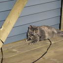 Brian Laughlin - @smuggler302 - Twitter