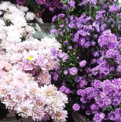 findstufhere's profile picture. yapping