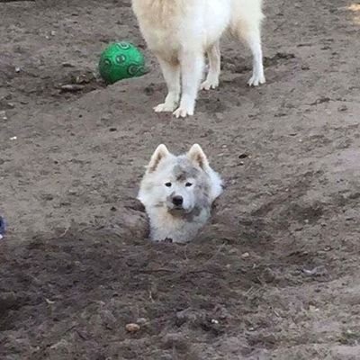 nphas_rxng23314's profile picture. 18↑