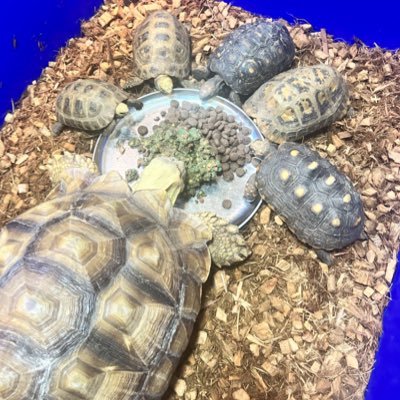 hachuya_kun's profile picture. 鯤(こん) 爬虫類の販売をしています。亀が中心。たまに蛇トカゲ。 第一種動物取扱業 第75-0451号