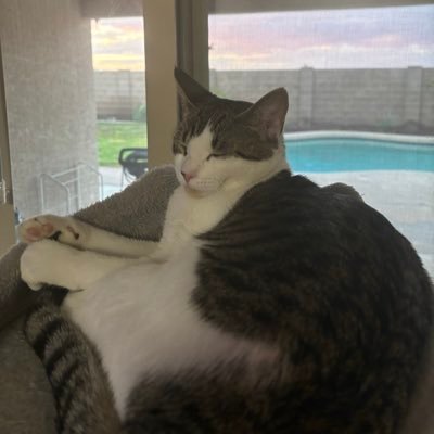 notkatze's profile picture. @4Vibezzz4 | Use code “Katze” for 10% off your purchase @Veilcustoms