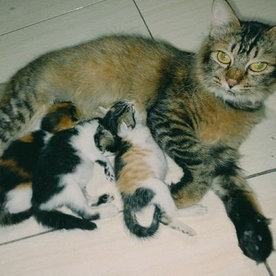 fadillah_lely's profile picture. xoxo.