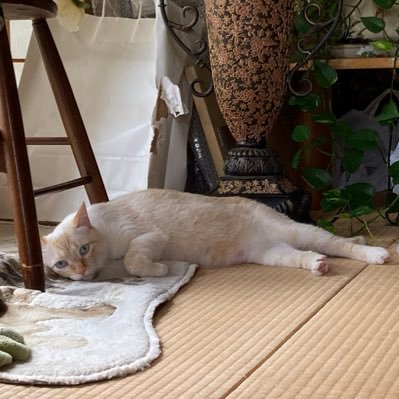 paichan_study's profile picture. 上場会社経理👩JCPA社会人受験勉強撤退🙅‍♀️USCPA勉強中✏️ TOEIC945済🙋簿記1級📚勉強•努力してる人と切磋琢磨したい🍶🐈酒と猫好き💐積立投資💰ｱｲｺﾝ本人です