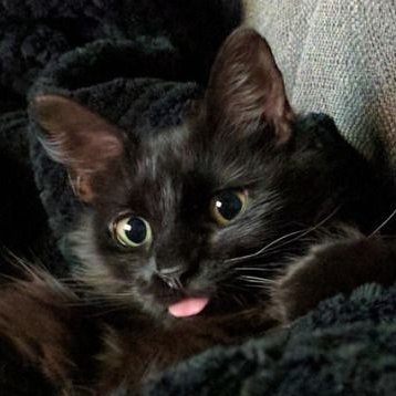 jnjksashalvztra's profile picture. 😹 WERK BITCH!!!!